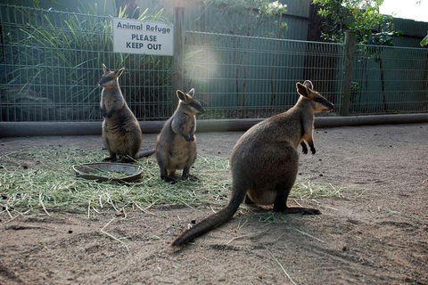 Kangaroos & Koala Encounter Experience (Half Day Private Tour) - Accommodation Tasmania 2
