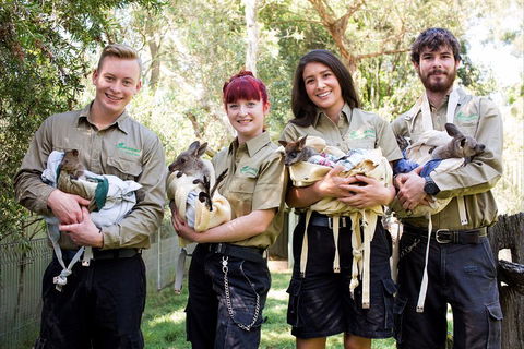 Kangaroos & Koala Encounter Experience (Half Day Private Tour) - Accommodation Tasmania 3