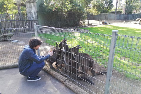 Kangaroos & Koala Encounter Experience (Half Day Private Tour) - Accommodation Tasmania 4