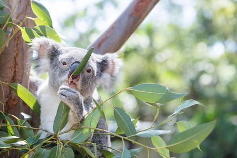 Kangaroos & Koala Encounter Experience (Half Day Private Tour) - Accommodation Tasmania 5