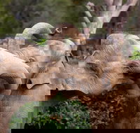 Melbourne Zoo General Entry Ticket - Accommodation Tasmania