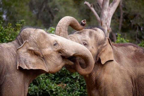 Melbourne Zoo General Entry Ticket - Accommodation Tasmania 0