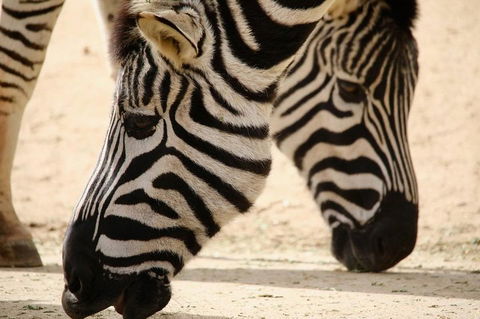 Melbourne Zoo General Entry Ticket - Accommodation Tasmania 1
