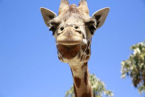 Melbourne Zoo General Entry Ticket - Accommodation Tasmania 2