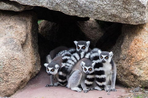 Melbourne Zoo General Entry Ticket - Accommodation Tasmania 4