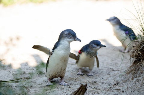 Melbourne Zoo General Entry Ticket - Accommodation Tasmania 5