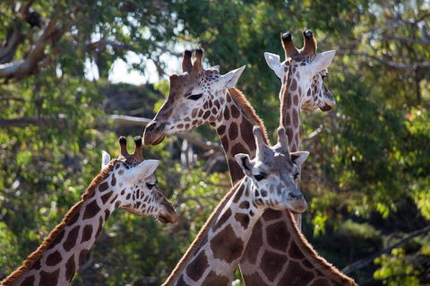 Werribee Open Range Zoo General Admission Ticket - Accommodation Tasmania 0