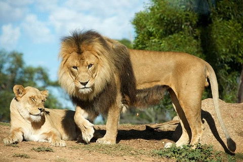 Werribee Open Range Zoo General Admission Ticket - Accommodation Tasmania 1
