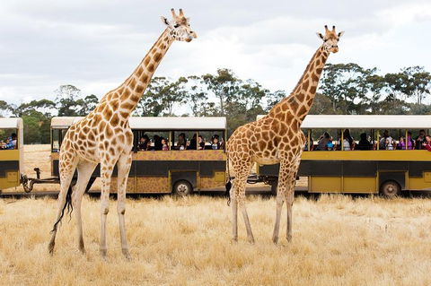 Werribee Open Range Zoo General Admission Ticket - Accommodation Tasmania 2