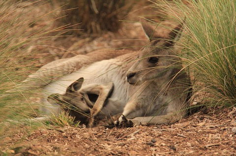 Werribee Open Range Zoo General Admission Ticket - Accommodation Tasmania 3