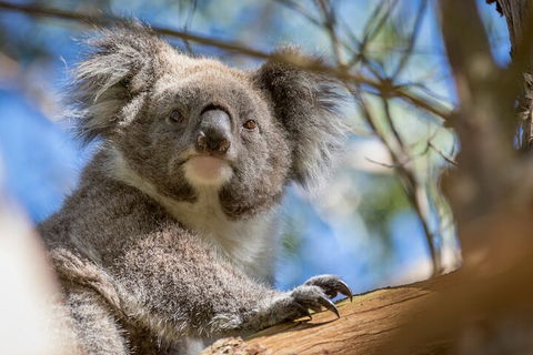 Phillip Island Penguin And Koala Highlights Day-Trip From Melbourne - Accommodation Tasmania 2