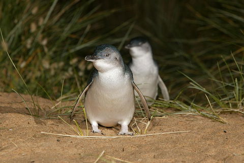 Phillip Island Penguin And Koala Highlights Day-Trip From Melbourne - Accommodation Tasmania 3