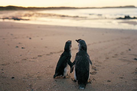 Phillip Island Penguin And Koala Highlights Day-Trip From Melbourne - Accommodation Tasmania 4