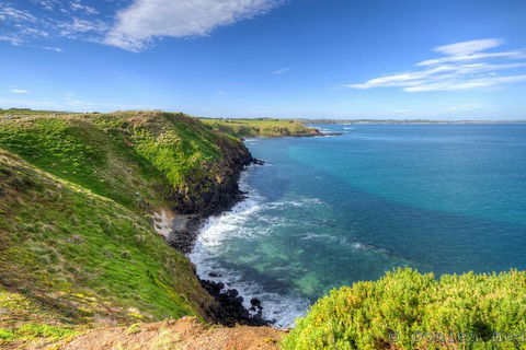 Phillip Island Penguin And Koala Highlights Day-Trip From Melbourne - Accommodation Tasmania 5