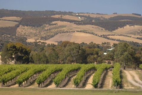 McLaren Vale And Glenelg Wine Tasting And Sightseeing (Half-day Afternoon) - Accommodation Tasmania 2
