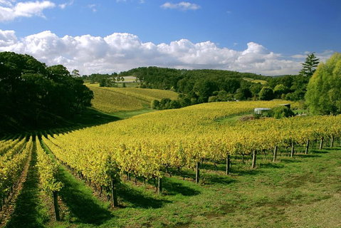 McLaren Vale And Glenelg Wine Tasting And Sightseeing (Half-day Afternoon) - Accommodation Tasmania 4