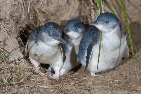 Great Ocean Road & Phillip Island - 3 Days, 2 Nights - Accommodation Tasmania 2