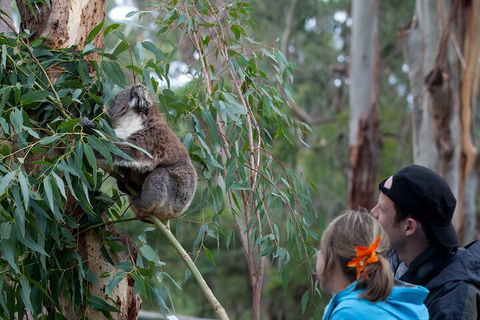 Great Ocean Road & Phillip Island - 3 Days, 2 Nights - Accommodation Tasmania 4