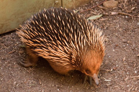 Puffing Billy And Healesville Sanctuary Scenic Tour - Accommodation Tasmania 0