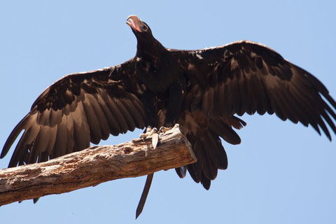 Puffing Billy And Healesville Sanctuary Scenic Tour - Accommodation Tasmania 4