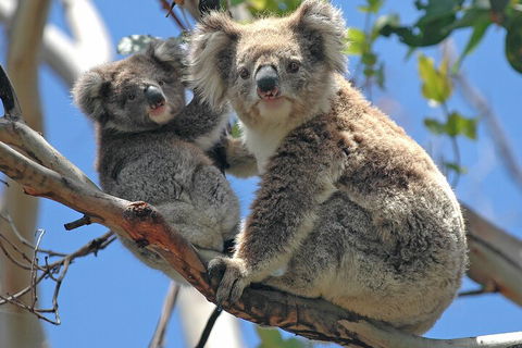 Puffing Billy And Healesville Sanctuary Scenic Tour - Accommodation Tasmania 5