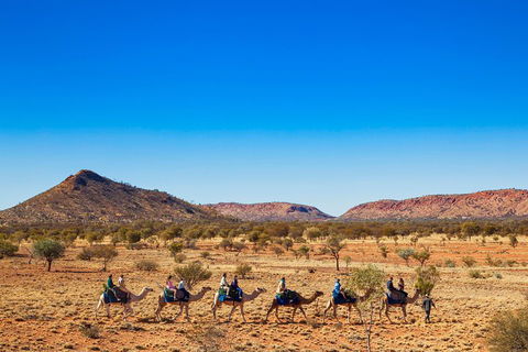 Alice Springs Camel Tour - Accommodation Tasmania 0