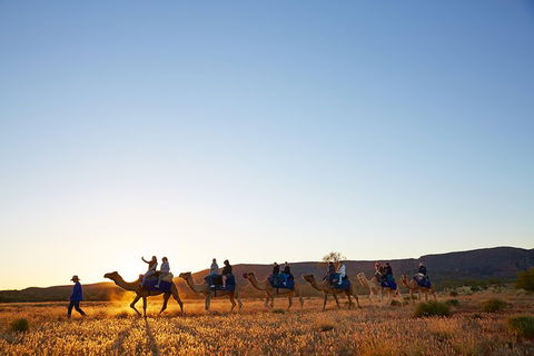 Alice Springs Camel Tour - Accommodation Tasmania 1