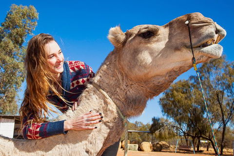 Alice Springs Camel Tour - Accommodation Tasmania 2