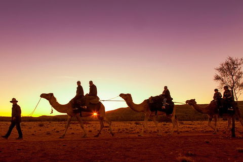 Alice Springs Camel Tour - Accommodation Tasmania 4