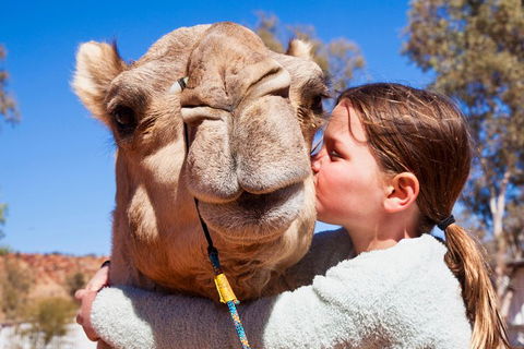 Alice Springs Camel Tour - Accommodation Tasmania 5