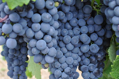 Adelaide Hills Day Tour. Winery Cellar Doors - Accommodation Tasmania 3