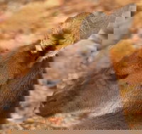 Australian animals Seascape and Sunset Photography Tour - Accommodation Tasmania