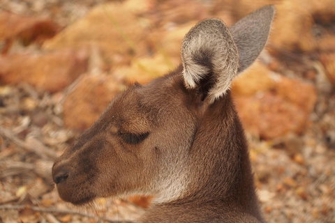 Australian Animals, Seascape And Sunset Photography Tour - Accommodation Tasmania 0