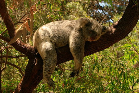 Australian Animals, Seascape And Sunset Photography Tour - Accommodation Tasmania 1