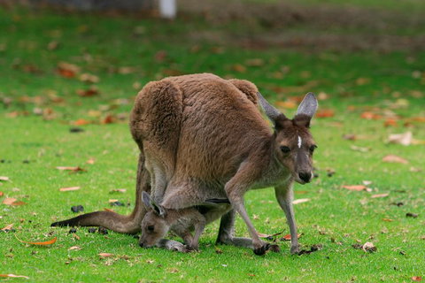 Australian Animals, Seascape And Sunset Photography Tour - Accommodation Tasmania 2