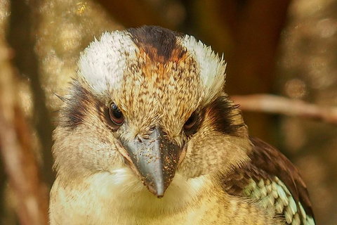 Australian Animals, Seascape And Sunset Photography Tour - Accommodation Tasmania 3