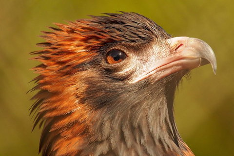Australian Animals, Seascape And Sunset Photography Tour - Accommodation Tasmania 4