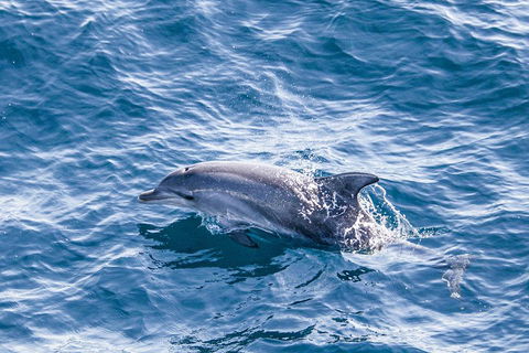 All Inclusive Dolphin And Tangalooma Wrecks Cruise - Accommodation Tasmania 1
