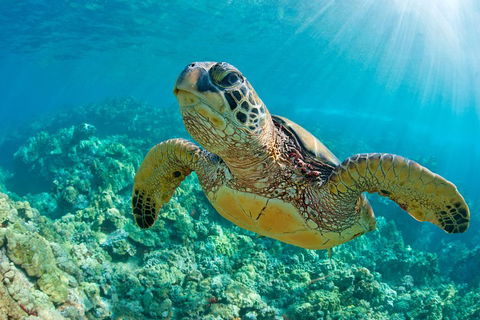 All Inclusive Dolphin And Tangalooma Wrecks Cruise - Accommodation Tasmania 3