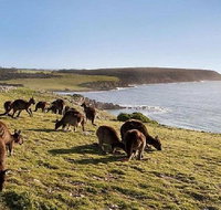 Kangaroo Island Personal Group Tours - Accommodation Tasmania