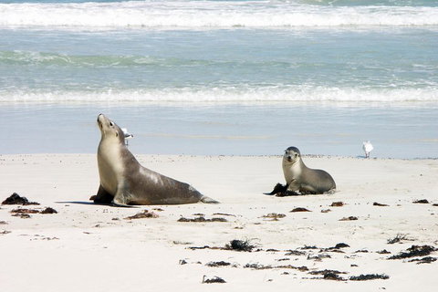 Kangaroo Island Personal Group Tours - Accommodation Tasmania 3