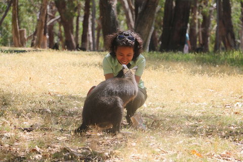 Cleland Wildlife Park Tour From Adelaide Including Mount Lofty Summit - Accommodation Tasmania 1