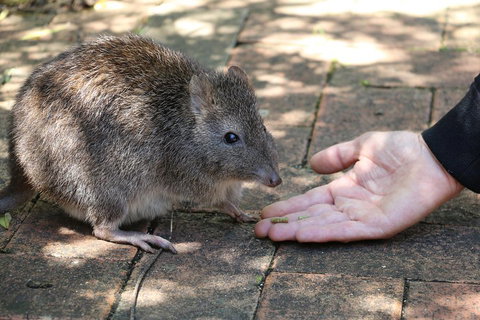 Cleland Wildlife Park Tour From Adelaide Including Mount Lofty Summit - Accommodation Tasmania 2