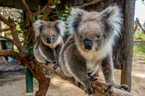 Cleland Wildlife Park Tour From Adelaide Including Mount Lofty Summit - Accommodation Tasmania 3