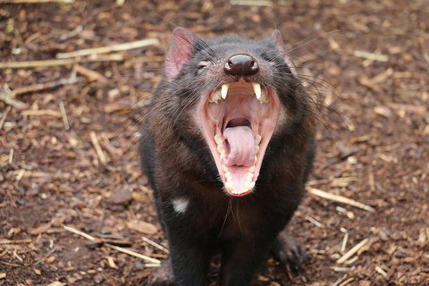 Cleland Wildlife Park Tour From Adelaide Including Mount Lofty Summit - Accommodation Tasmania 4