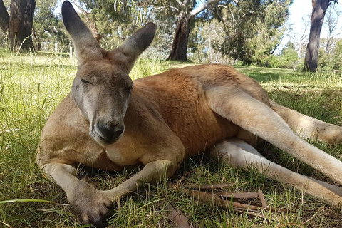 Cleland Wildlife Park Tour From Adelaide Including Mount Lofty Summit - Accommodation Tasmania 5