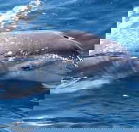 Jervis Bay Dolphin Watch Cruise - Accommodation Tasmania