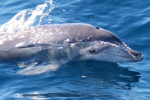 Jervis Bay Dolphin Watch Cruise - Accommodation Tasmania 0