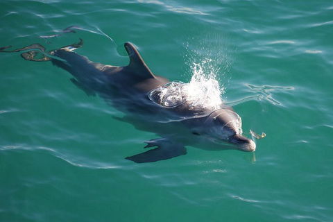 Jervis Bay Dolphin Watch Cruise - Accommodation Tasmania 1