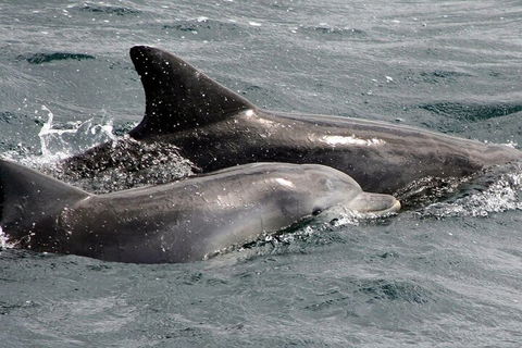 Jervis Bay Dolphin Watch Cruise - Accommodation Tasmania 2